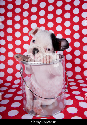 Black and white French Bulldog in a clear bucket on a red and white polka dotted background Stock Photo