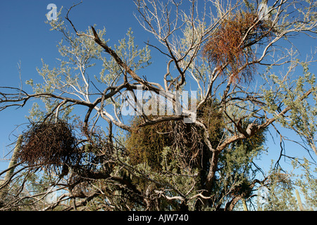 A tree covered with clumps of mistletoe, a parasite. Mistletoe can eventually kill its host Stock Photo