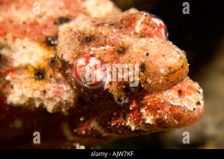 Crocodile Snake eel Brachysomophis crocodilinus Stock Photo - Alamy