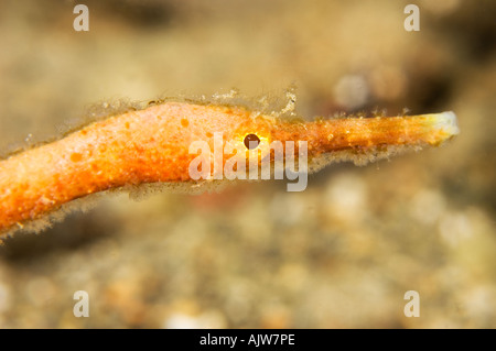 Short tailed pipefish Trachyrhamphus bicoarctatus Stock Photo