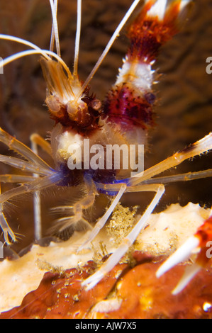 Banded coral shrimp Stenopus hispidus Anilao Batangas Philippines Pacific Ocean Stock Photo
