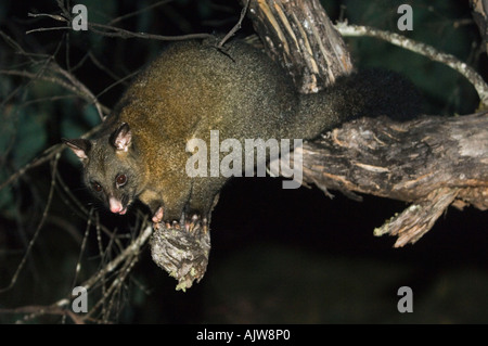 Brush Tailed Mountain Possum Trichosurus caninus Queensland Australia ...