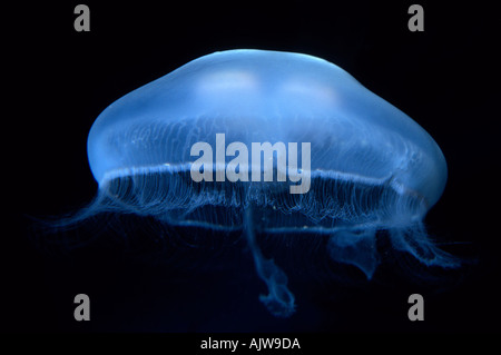 MOON JELLYFISH (Aurelia aurita) CAPTIVE Stock Photo