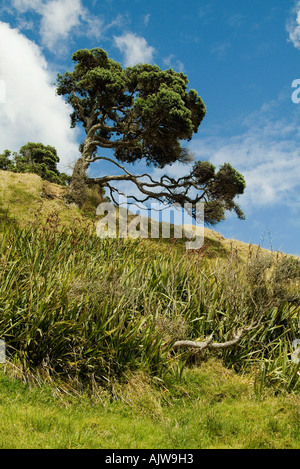 Northern Rata Tree  Stock Photo