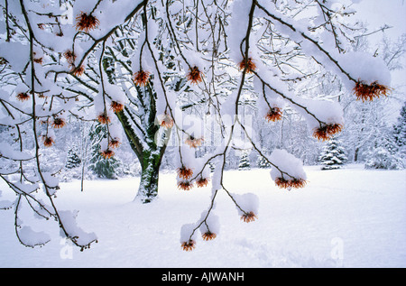 Snow on Chinese witch hazel tree in flower Stock Photo