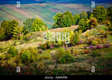 The morning sun shines down on trees and shrubs in a field, accentuating their many hues and colors. Stock Photo