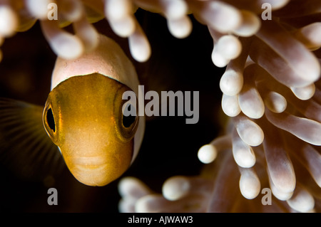 Juvenile saddleback anemone or clownfish Amphiprion polymnus in Haddon s anemone Stichodactyla haddoni Puerto Galera Oriental Stock Photo