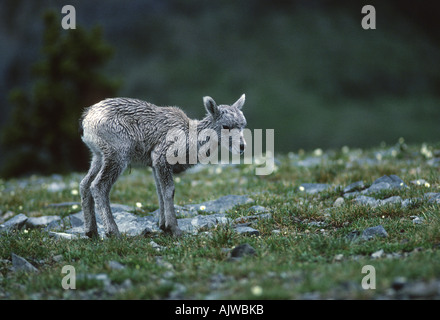 Newborn bighorn 'bighorn sheep', Ovis canadensis, with umbilical cord still showing, mountain top, Northern Rockies Stock Photo