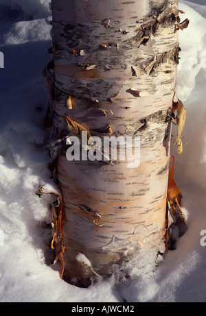 Peeling white bark of paper birch, Betula papyrifera, trunk with snow Stock Photo