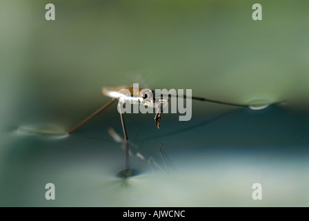 Water strider, Gerris remigis, using surface tension to walk on water, rubbing forelegs together Stock Photo