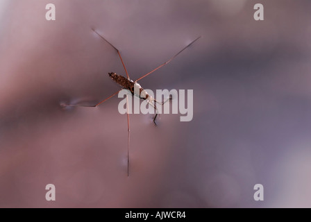 Water strider, Gerris remigis, using surface tension to walk on water, with colorful foliage reflections Stock Photo