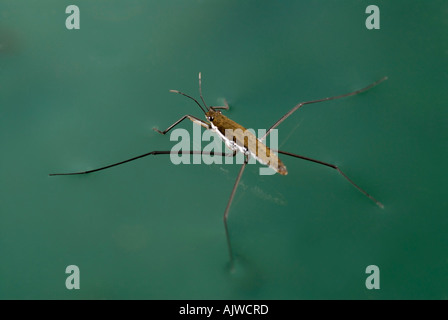 Water strider, Gerris remigis, using surface tension to walk on water Stock Photo