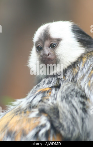 Geoffroy's Marmoset baby Stock Photo