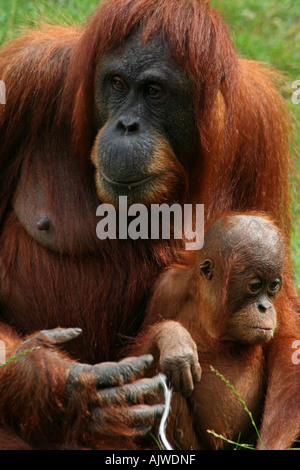 sumatran Orangutan mother and baby Stock Photo