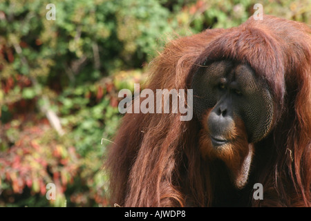 Adult male Sumatran Orangutan Stock Photo