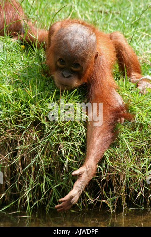 Baby sumatran Orangutan Stock Photo