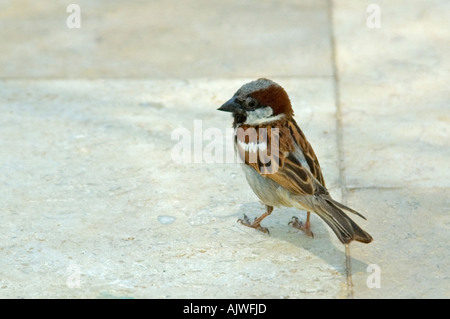 House sparrow - Wikiwand