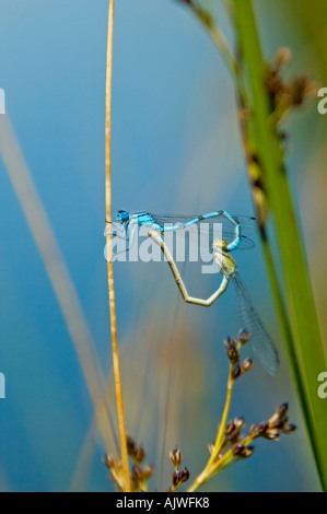 Vertical macro close up of adult common damselflies (Suborder Zygoptera) mating on a reed performing the mating wheel. Stock Photo