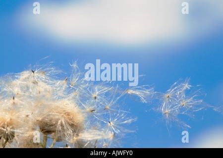 Horizontal close up of thistledown, the fluffy white seeds of the thistle plant floating away on the breeze. Stock Photo