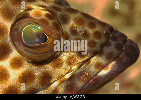 Honeycomb grouper portrait Epinephelus merra Yap Micronesia Pacific Ocean Stock Photo