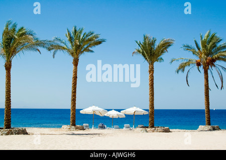 Horizontal wide angle of a perfect tropical beach with palm trees, parasols and sunloungers. Stock Photo