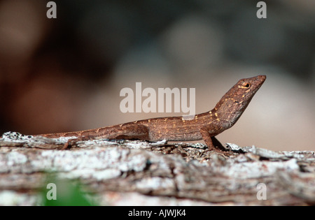 Brown Anole / Cuban Anole Stock Photo