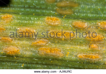 Erupting pustules of yellow or stripe rust (Puccinia striiformis var ...