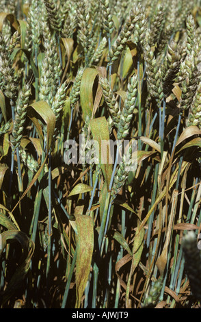 Wheat leaf or brown rust , Puccinia triticina (recondita) infection on a wheat crop in unripe ear Stock Photo