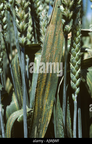 Stripe or yellow rust Puccinia striiformis infection on wheat flagleaves Stock Photo