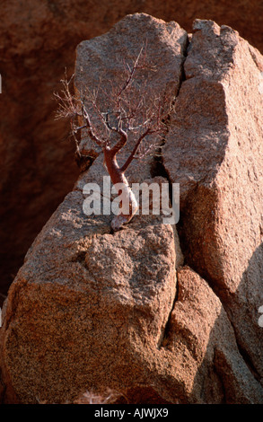 Tree growing on rocks, Namib Desert, Namibia Stock Photo - Alamy