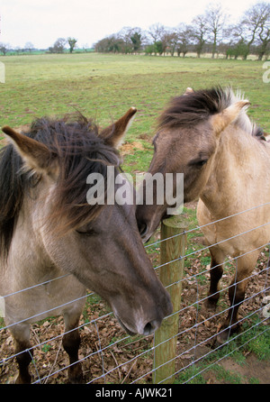 Tarpan ponies at Redgrave and Lopham Fen Stock Photo