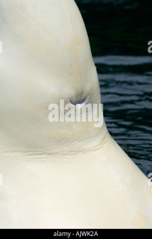 BELUGA WHALE (Delphinapterus leucas) Blowhole Captive VANCOUVER AQUARIUM