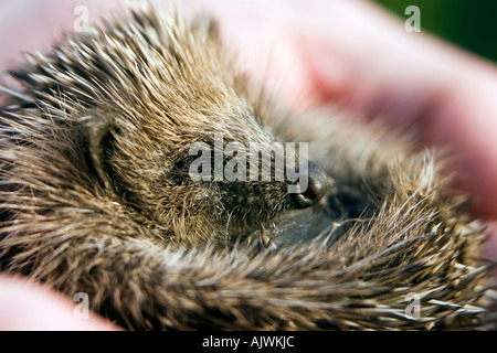 Erinaceus europaeus. Young Hedgehog asleep cradled in hands in morning sunlight Stock Photo