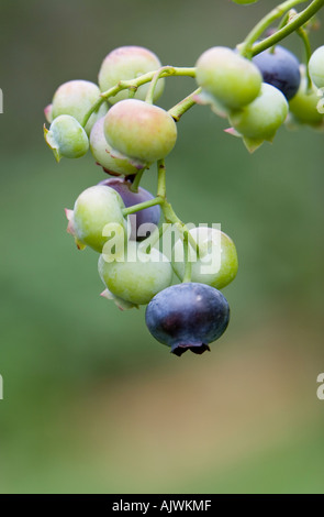 Vaccinium corymbosum. Ripening blueberries on a bush Stock Photo