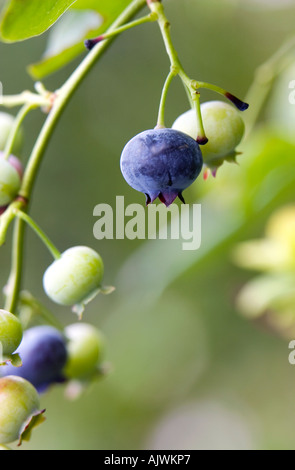 Vaccinium corymbosum. Ripening blueberries on a bush Stock Photo