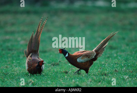 Game Pheasant Stock Photo