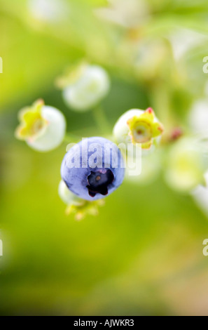 Vaccinium corymbosum. Ripening blueberries on a bush Stock Photo