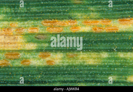Yellow rust or stripe rust Puccinia striiformis pustules on wheat leaf surface Stock Photo