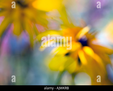 Blurred rudbeckia flowers in summer sunlight Stock Photo