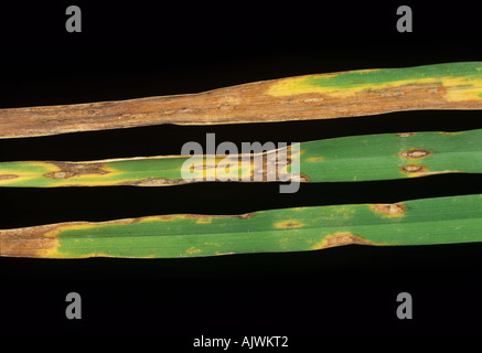 Leaf blotch Rhynchosporium secalis lesions on ryegrass leaves Stock Photo