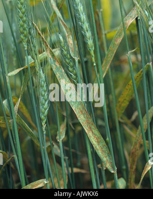 Flagleaf of awned wheat crop with infection of wheat leaf or brown rust Puccinia triticina (recondita) Stock Photo