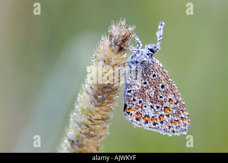 Polommatus icarus. Common blue butterfly covered in early morning dew in the English countryside Stock Photo