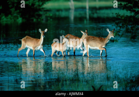 Lechwe Waterbuck Stock Photo