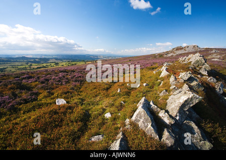 The Stiperstones with purple heather on summer day with blue sky and sunshine near Bishops Castle in Shropshire The Borders  Eng Stock Photo