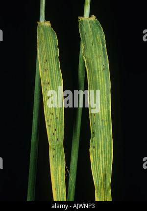 Chlorosis and spotting on barley leaf a symptom of magnesium deficiency Stock Photo