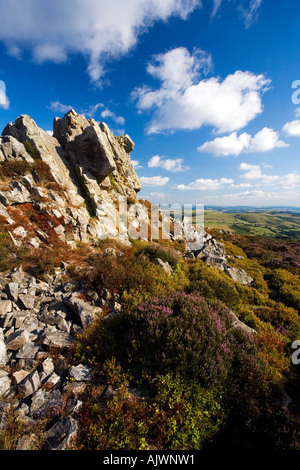 The Stiperstones with purple heather on summer day with blue sky and sunshine looking to Corndon Hill Shropshire Stock Photo