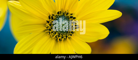 Helianthus 'Lemon Queen'. Perennial sunflower close-up. Panoramic Stock Photo