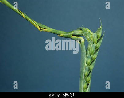 Twisted flagleaf and trapped ear symptoms of copper deficiency in wheat Stock Photo