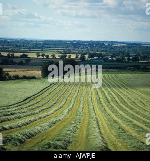 Grass ley cut for silage grass in lines and tractor mowing in the distance Stock Photo