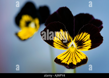 Two black and yellow viola flowers against a blue background Stock Photo